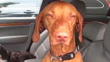 The Daily Treat: PediPaw Persuasion