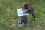 Bear Feeding Frenzy: 800 Pounds of Predator