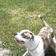 Bissell Pet Games Week 6: Playing with the Butterflies!