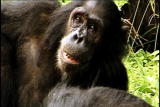 Almost Human: Chimps & Laughter