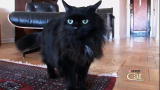 Housecat Housecall: Buster