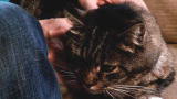 Housecat Housecall: Special Needs Cat