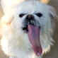 Bissell Pet Games Week 1: Licking Ice Cream