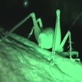 play video on Animal Planet