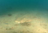 Future Shark : Angel Sharks at Night
