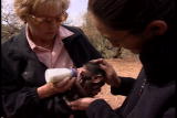 Growing Up Baboon: South Africa Baboon Orphans