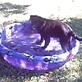 Dog Days of Summer: Pool Party of One
