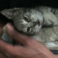 play video on Animal Planet