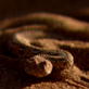 Killer Clips: Sidewinder Catches Gecko