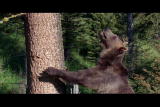 Natural World: Black Bear Escape Grizzly
