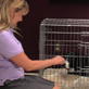 Petfinder: Crate Train