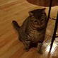Bissell Pet Games Week 7: Sami-Lyn Playing Fetch