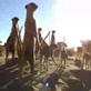 Meerkat Music Videos: Meerkat Family Reunion
