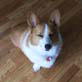 Bissell Pet Games Week 7: Harley High Five