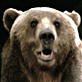 When Animals Strike: Bear Attacks Dad