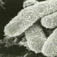 How to Survive: Bio-Terror