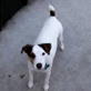 Bissell Pet Games Week 6: The Original Jumping Jack
