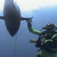 Shark Week Viewers Choice: Sharks of the Med Clip 1