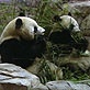 Meet the Pandas: New Digs
