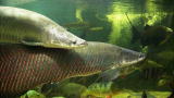 Most Outrageous: Largest Home Aquarium