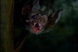 Fooled by Nature: Vampire Bat Basics