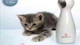 The Daily Treat: Let 'em Prey Frolicat Focus Group