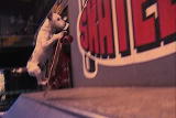 Weird True & Freaky: A Shocking Stunt Dog