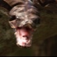In Search of the Giant Anaconda: Photographing the Boa