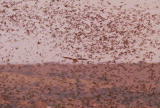 Fooled by Nature: Mexican Free-Tailed Bats