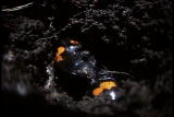 Discover Magazine: Bury Beetle