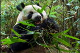 Fooled by Nature: Giant Pandas Diet