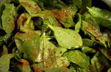Emeril Green Recipes: Greens with Aromatic Spices