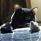 Bissell Pet Games Week 7: Kitty whack-a-mouse