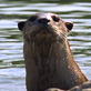 Planet Earth: Freshwater: Otter Gang