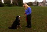 Planet's Best: Dog Training