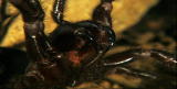 Buggin&rsquo; With Ruud: Funnel-web Spider
