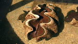 Discovery Earth Live :Growing A Giant Clam