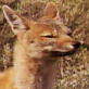 Untamed and Uncut: Rabid Fox Attacks Man