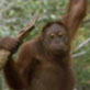 Orangutan Island: Boys Will Be Boys