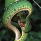 Killer Clips: Snake
