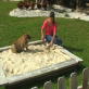 Petfinder: Treasure Hunt