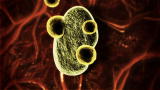 Monsters Inside Me: The Tick-Borne Parasite