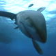 Planet Earth: Deep Oceans