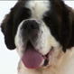 Dogs 101: Saint Bernard