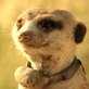 Meerkat Manor: Fields