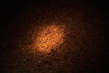 Weird True & Freaky: Diving Into Bat Droppings