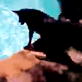 Bissell Pet Games Week 6: Macallan Dives 10 Feet for a Toy