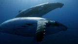 Blue August: Oceana, Help Make A Difference
