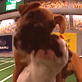 Puppy Bowl III: Pile On
