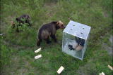 Bear Feeding Frenzy: Sweet Teeth